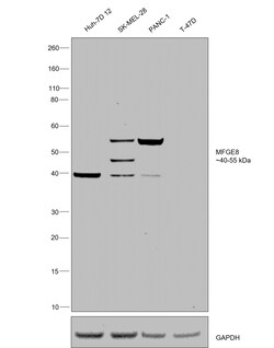 Invitrogen MFGE8 (Lactadherin) Polyclonal Antibody 100 &mu;g; Unconjugated:Antibodies,
