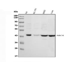 Invitrogen MICA Polyclonal Antibody 100 &mu;g; Unconjugated:Antibodies,