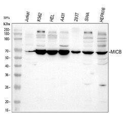 Invitrogen MICB Polyclonal Antibody 100 &mu;g | Buy Online | Invitrogen&trade; | Fisher Scientific