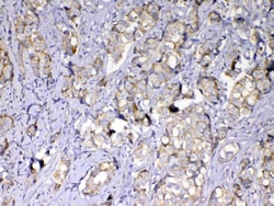Invitrogen MMP10 Polyclonal Antibody 100 &mu;g; Unconjugated:Antibodies,