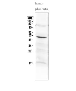 Invitrogen MMP10 Polyclonal Antibody 100 &mu;g; Unconjugated:Antibodies,