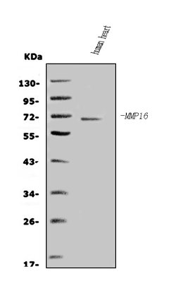 Invitrogen MMP16 Polyclonal Antibody 100 &mu;g; Unconjugated:Antibodies,