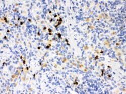 Invitrogen MMP8 Polyclonal Antibody 100 &mu;g; Unconjugated:Antibodies,