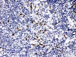 Invitrogen MMP9 Polyclonal Antibody 100 μg; Unconjugated:Antibodies,