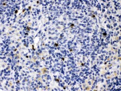 Invitrogen MMP9 Polyclonal Antibody 100 μg; Unconjugated:Antibodies,