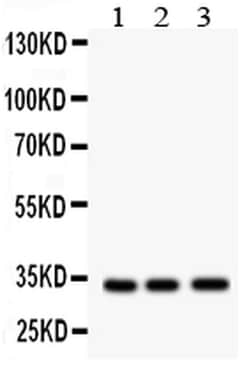 Invitrogen MPG Polyclonal Antibody 100 &mu;g; Unconjugated:Antibodies,