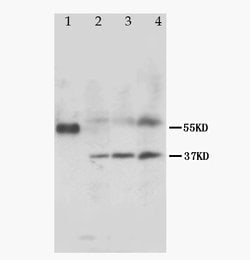Invitrogen MRGX1 Polyclonal Antibody 100 &mu;g; Unconjugated:Antibodies,