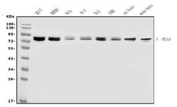 Invitrogen MTA1 Polyclonal Antibody 100 &mu;g; Unconjugated:Antibodies,