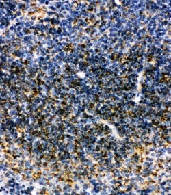 Invitrogen MTCO1 Polyclonal Antibody 100 &mu;g; Unconjugated:Antibodies,