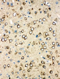 Invitrogen MTCO1 Polyclonal Antibody 100 &mu;g; Unconjugated:Antibodies,