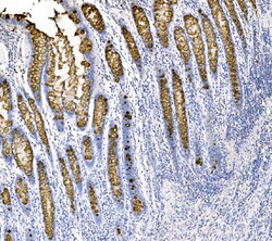 Invitrogen MUC2 Polyclonal Antibody 100 &mu;g; Unconjugated:Antibodies,