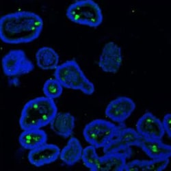 Invitrogen MUC2 Polyclonal Antibody 100 &mu;g; Unconjugated:Antibodies,