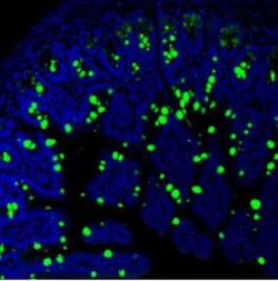 Invitrogen MUC2 Polyclonal Antibody 100 &mu;g; Unconjugated:Antibodies,