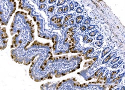 Invitrogen MUC2 Polyclonal Antibody 100 &mu;g; Unconjugated:Antibodies,