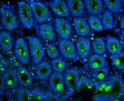 Invitrogen MUC2 Polyclonal Antibody 100 &mu;g; Unconjugated:Antibodies,