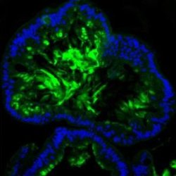 Invitrogen MUC2 Polyclonal Antibody 100 &mu;g; Unconjugated:Antibodies,