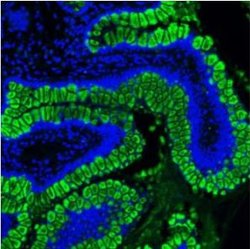Invitrogen MUC2 Polyclonal Antibody 100 &mu;g; Unconjugated:Antibodies,