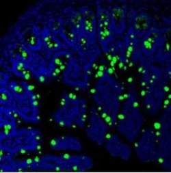 Invitrogen MUC2 Polyclonal Antibody 100 &mu;g; Unconjugated:Antibodies,
