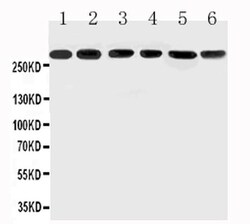 Invitrogen MUC5AC Polyclonal Antibody 100 &mu;g; Unconjugated:Antibodies,