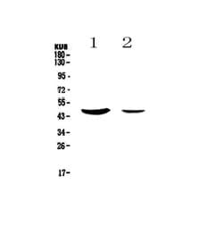 Invitrogen MUC7 Polyclonal Antibody 100 &mu;g; Unconjugated:Antibodies,