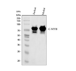 Invitrogen Myb Polyclonal Antibody 100 &mu;g | Buy Online | Invitrogen&trade; | Fisher Scientific