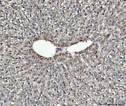 Invitrogen B-Myb Polyclonal Antibody 100 &mu;g; Unconjugated:Antibodies,