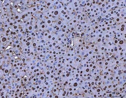 Invitrogen B-Myb Polyclonal Antibody 100 &mu;g; Unconjugated:Antibodies,
