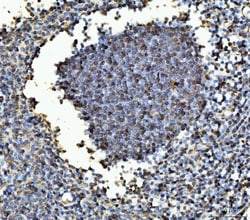 Invitrogen B-Myb Polyclonal Antibody 100 &mu;g; Unconjugated:Antibodies,