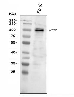 Invitrogen B-Myb Polyclonal Antibody 100 &mu;g; Unconjugated:Antibodies,