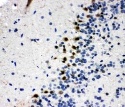 Invitrogen B-Myb Polyclonal Antibody 100 &mu;g; Unconjugated:Antibodies,