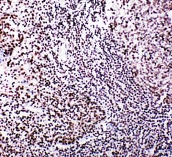 Invitrogen B-Myb Polyclonal Antibody 100 &mu;g; Unconjugated:Antibodies,