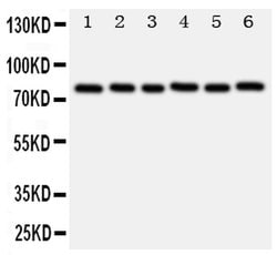 Invitrogen B-Myb Polyclonal Antibody 100 &mu;g; Unconjugated:Antibodies,