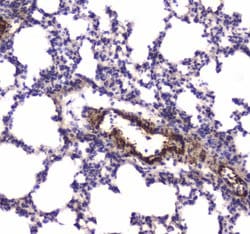 Invitrogen MYLK Polyclonal Antibody 100 &mu;g; Unconjugated:Antibodies,