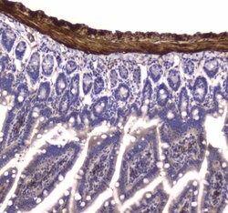 Invitrogen MYLK Polyclonal Antibody 100 &mu;g; Unconjugated:Antibodies,