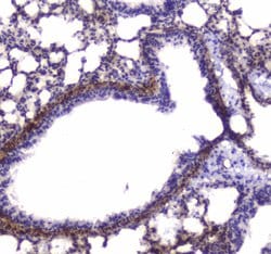 Invitrogen MYLK Polyclonal Antibody 100 &mu;g; Unconjugated:Antibodies,