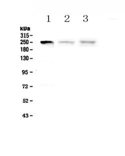 Invitrogen MYLK Polyclonal Antibody 100 &mu;g; Unconjugated:Antibodies,