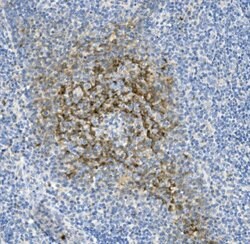 Invitrogen NKp46 (CD335) Polyclonal Antibody 100 &mu;g; Unconjugated:Antibodies,