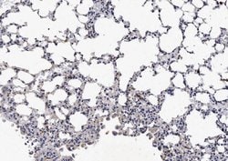Invitrogen NKp46 (CD335) Polyclonal Antibody 100 &mu;g; Unconjugated:Antibodies,