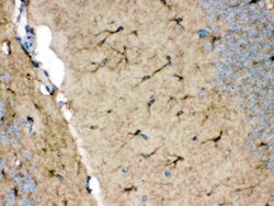 Invitrogen NDRG2 Polyclonal Antibody 100 &mu;g; Unconjugated:Antibodies,