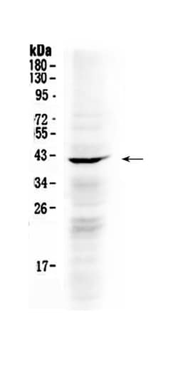 Invitrogen NDRG3 Polyclonal Antibody 100 &mu;g; Unconjugated:Antibodies,