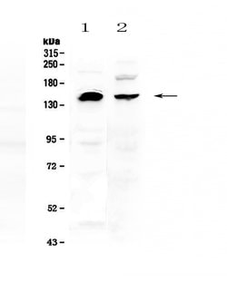 Invitrogen NEDD4 Polyclonal Antibody 100 &mu;g; Unconjugated:Antibodies,