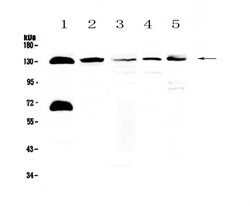 Invitrogen NEDD4L Polyclonal Antibody 100 &mu;g; Unconjugated:Antibodies,