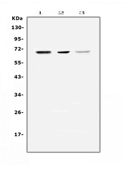 Invitrogen COBRA1 Polyclonal Antibody 100 &mu;g; Unconjugated:Antibodies,