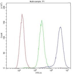 Invitrogen NFATC1 Polyclonal Antibody 100 &mu;g; Unconjugated:Antibodies,