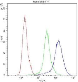 Invitrogen NFATC1 Polyclonal Antibody 100 &mu;g; Unconjugated:Antibodies,
