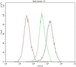 Invitrogen NFATC1 Polyclonal Antibody 100 &mu;g; Unconjugated:Antibodies,