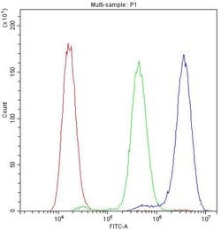 Invitrogen NFATC1 Polyclonal Antibody 100 &mu;g; Unconjugated:Antibodies,