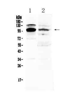 Invitrogen NFATC1 Polyclonal Antibody 100 &mu;g; Unconjugated:Antibodies,