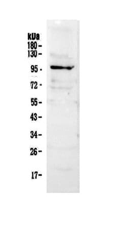 Invitrogen NFATC2 Polyclonal Antibody 100 &mu;g; Unconjugated:Antibodies,