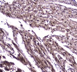 Invitrogen NFIB Polyclonal Antibody 100 &mu;g; Unconjugated:Antibodies,